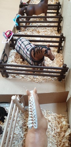 La grande écurie - deux nouvelles arrivées - Bienvenue à Jappeloup